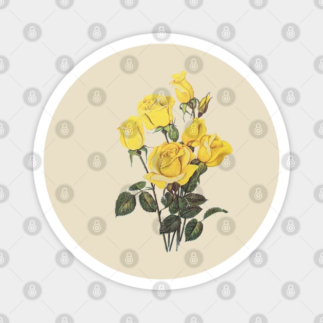 Vintage Rose Floral Flower Illustration Pretty Yellow Magnet by Squeeb Creative